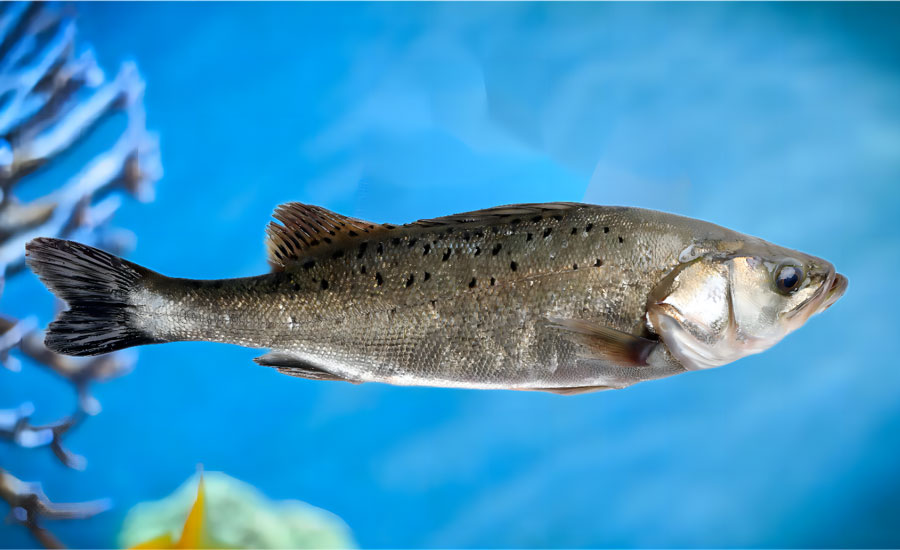 ������1(1)