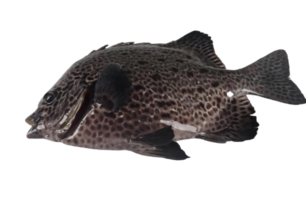 �����1-removebg-preview