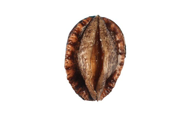 ����3-removebg-preview