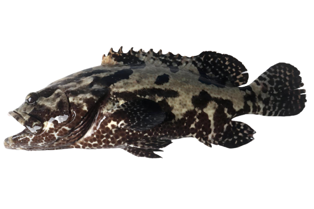 ʯ��2-removebg-preview