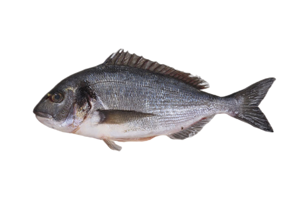 ����-removebg-preview